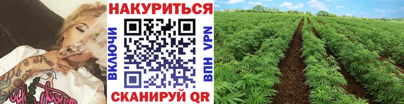 Бошки Шишки Amnesia Серов